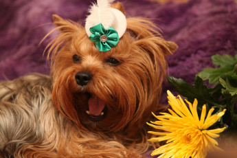 Картинка животные собаки хризантема dog