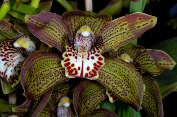 Картинка цветы орхидеи экзотика крапчатый зеленый