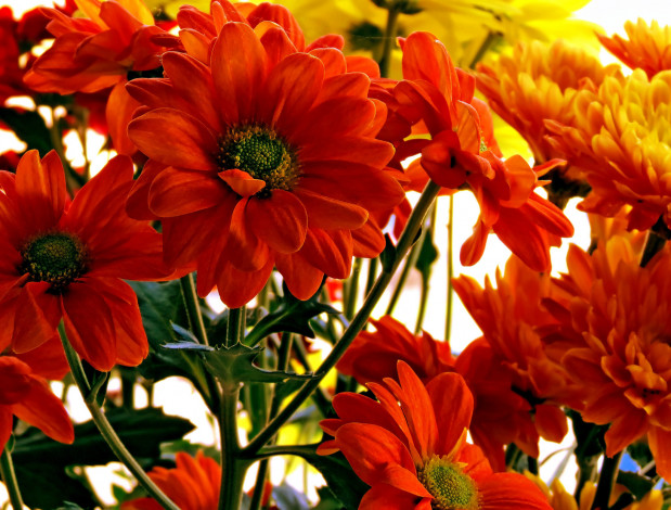 Обои картинки фото цветы, хризантемы, лепестки, красные