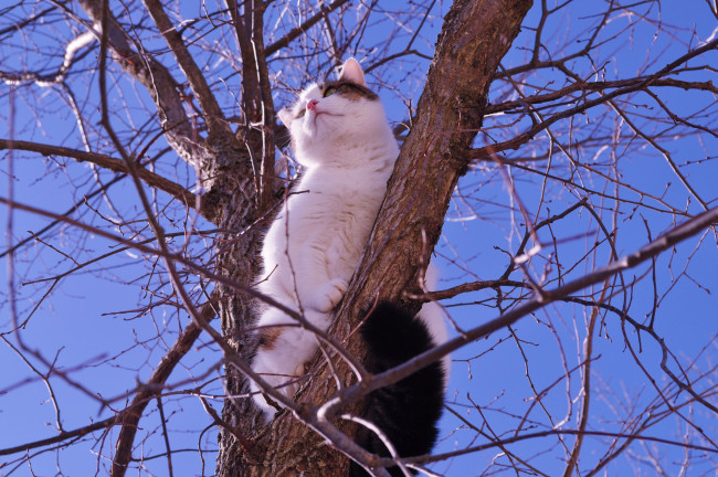 Обои картинки фото животные, коты, кот, на, дереве