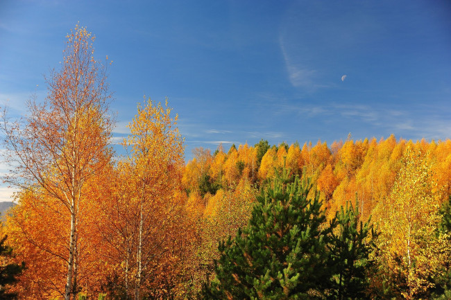 Обои картинки фото автор, ovidiu, david, природа, деревья, осень