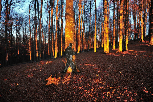 Обои картинки фото автор, ovidiu, david, природа, лес, деревья