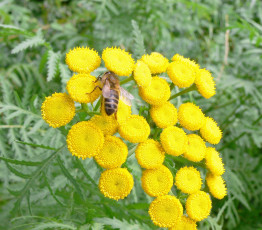 Картинка цветы луговые полевые желтый пчела