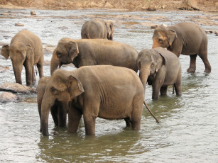 Картинка животные слоны река