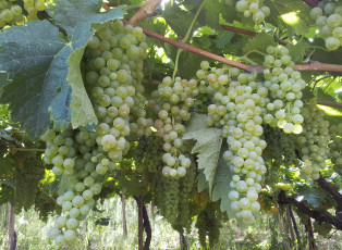 Картинка природа Ягоды виноград грозди