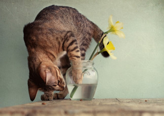 Картинка животные коты любопытство нарциссы ваза