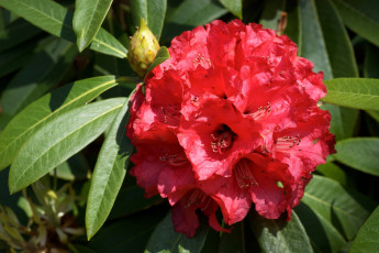 Картинка цветы рододендроны азалии красный
