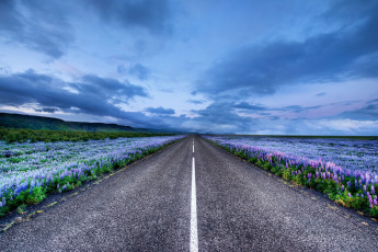 обоя природа, дороги, iceland, исландия, луга, цветы, люпин, горизонт