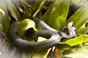 Картинка животные змеи питоны кобры змея