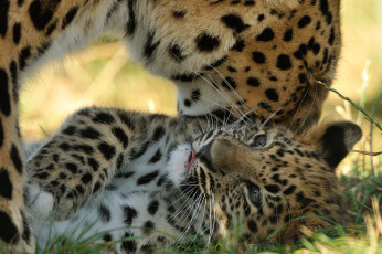 Картинка животные леопарды котёнок детёныш амурский леопард хищники материнство
