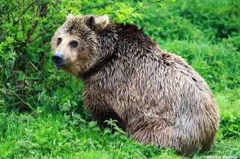 Картинка животные медведи бурый большой