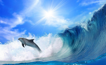 Картинка разное компьютерный дизайн брызги волна дельфин