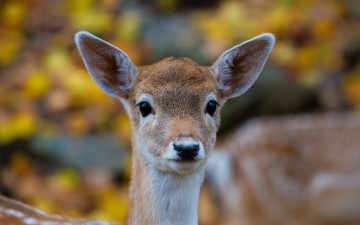 Картинка животные олени природа лес bambi face