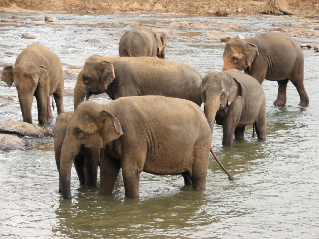 Обои картинки фото животные, слоны, река