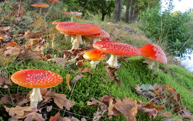 Обои картинки фото природа, грибы, мухомор, лес, листья