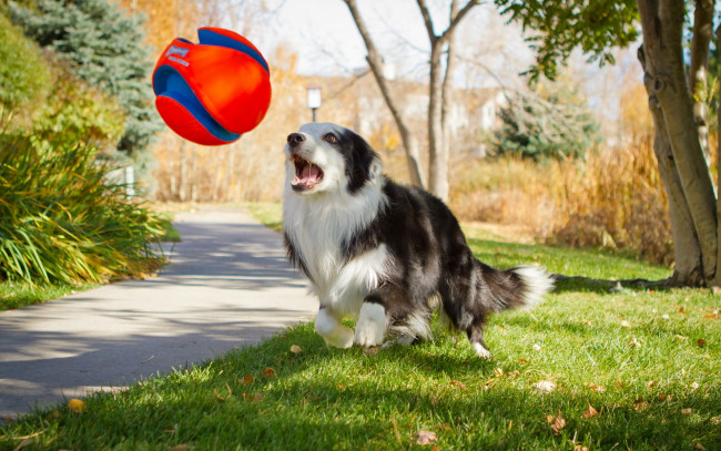 Обои картинки фото животные, собаки, игра, мяч, собака