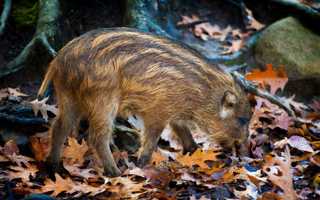 Обои картинки фото животные, свиньи, кабаны, листья, кабанчик
