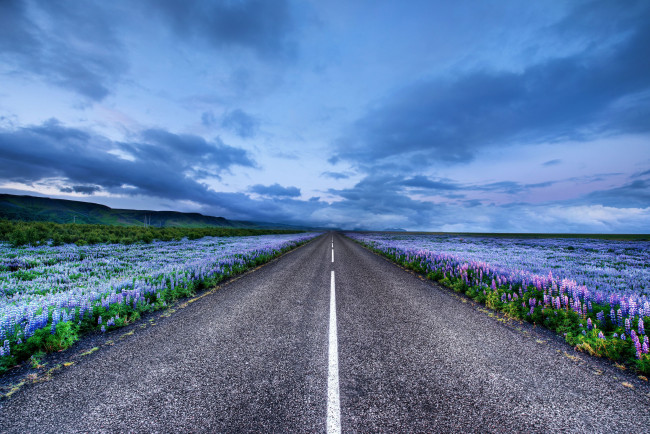 Обои картинки фото природа, дороги, iceland, исландия, луга, цветы, люпин, горизонт