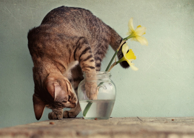 Обои картинки фото животные, коты, любопытство, нарциссы, ваза