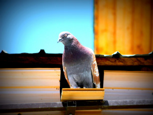 Картинка животные голуби крыша голубь