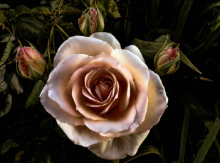 Картинка цветы розы роза лепестки бутон куст