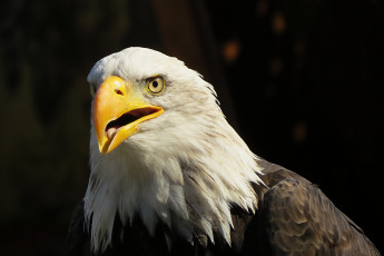 Картинка животные птицы хищники глаза оперение клюв голова белоголовый орлан
