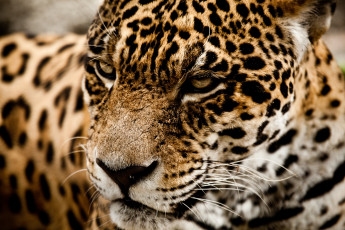 Картинка животные Ягуары суровый морда ягуар