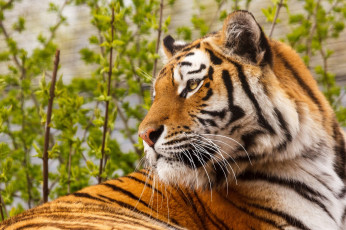 Картинка животные тигры тигр