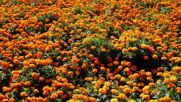 обоя цветы, бархатцы, marigolds, чернобривцы
