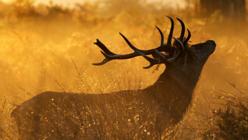 Картинка животные олени утро роса трава рога