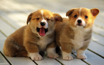 Картинка животные собаки фон щенки пемброк вельш корги pembroke welsh corgi
