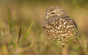 Картинка животные совы птица боке трава кроличий сыч