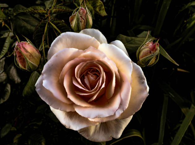 Обои картинки фото цветы, розы, роза, лепестки, бутон, куст