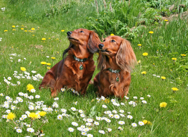 Обои картинки фото животные, собаки, цветы, поле