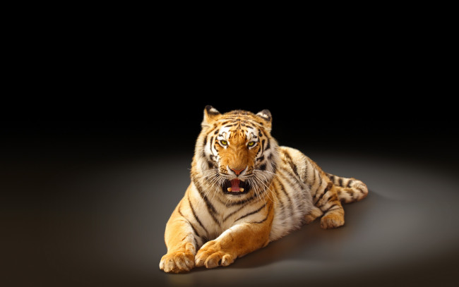 Обои картинки фото животные, тигры, пасть