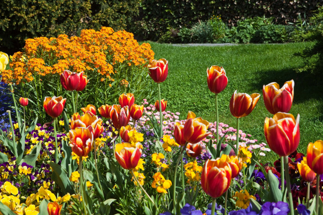 Обои картинки фото цветы, разные, вместе, фиалки, тюльпаны, парк