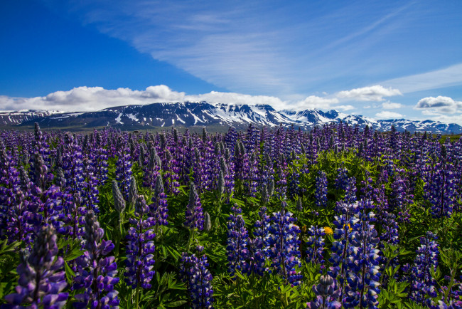 Обои картинки фото thorshofn, nordur, tingeyjarsysla, iceland, цветы, люпин, тоурсхёбн, nordur-tingeyjarsysla, исландия, луг, горы