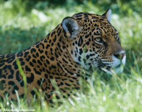Картинка животные Ягуары трава морда