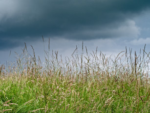 Картинка природа макро трава тучи зелень лето луг колоски