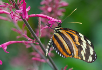 Картинка животные бабочки ветка цветы крылья бабочка макро розовые