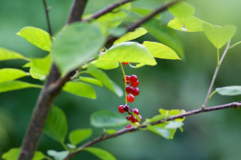 Картинка природа Ягоды листья ветка гроздь макро