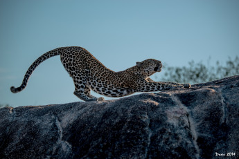 Картинка животные леопарды кошка пятна поза потягивается разминка лапы профиль камень