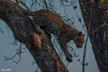 Картинка животные леопарды молодой подросток пятна профиль дерево лапы