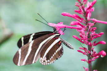 Картинка животные бабочки бабочка фон макро веточка цветы насекомое
