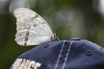 Картинка животные бабочки бабочка фон насекомое кепка макро