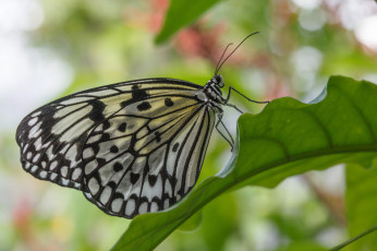 Картинка животные бабочки bob decker макро бабочка крылья усики насекомое листья