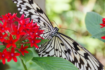 Картинка животные бабочки bob decker макро бабочка фон крылья усики насекомое листья цветок