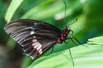 Картинка животные бабочки bob decker макро бабочка фон крылья усики насекомое листья