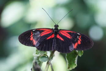 Картинка животные бабочки крылья бабочка макро
