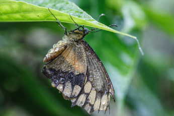 Картинка животные бабочки листья насекомое усики крылья фон бабочка макро bob decker